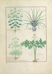 Kalamint, Krokus, Kümmel und Citusa, Illustration aus dem Buch der einfachen Heilmittel von Mattheaus Platearius 121r